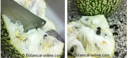 foto de como partir la calabaza de cabello de angel o alcayota y retirar las semillas