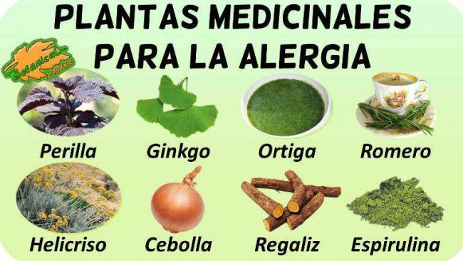 alergia tratamiento natural infusiones plantas