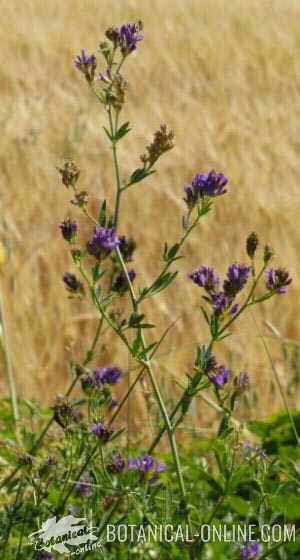 Foto de alfalfa