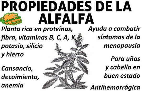 propiedades medicinales, curativas y beneficios de la alfalfa, medicago sativa