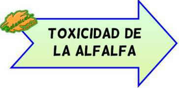 toxicidad de la alfalfa