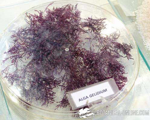 alga agar agar