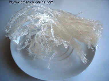 alga agar agar