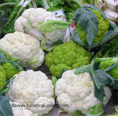 Foto de coliflor