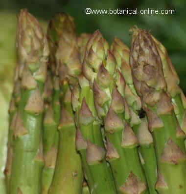 foto de esprragos cultivados