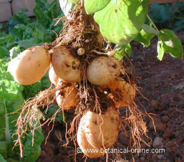 Patatas en la planta