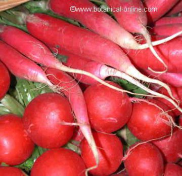 Foto de rábanos rojos