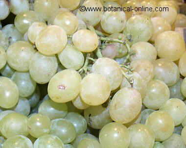 uvas blancas