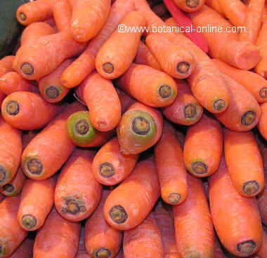 Zanahorias