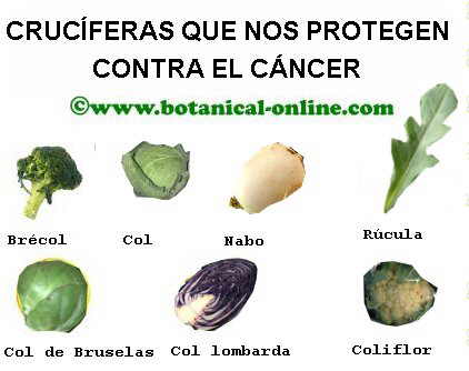 Alimentos cruciferas contra el cáncer