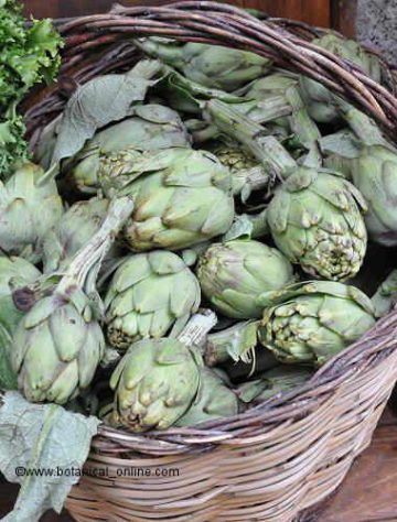 nutritional value of artichoke