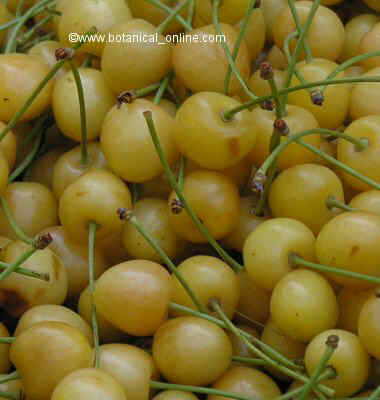 cerezas blancas