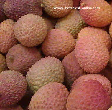 litchis frescos