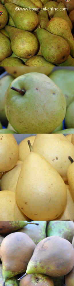 varieties of pears