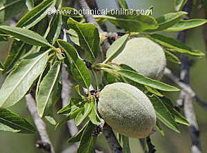 almendras verdes sobre el árbol