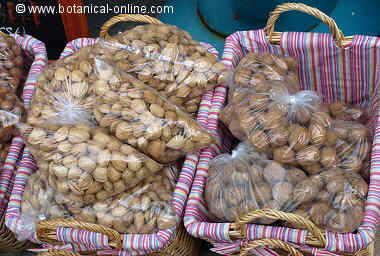 almendras castañas y avellanas