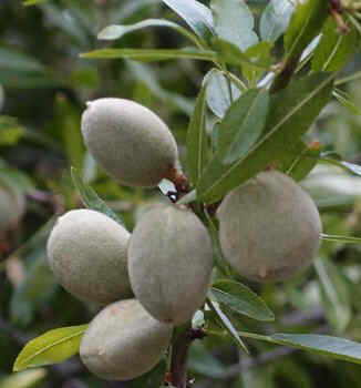 almendras verdes