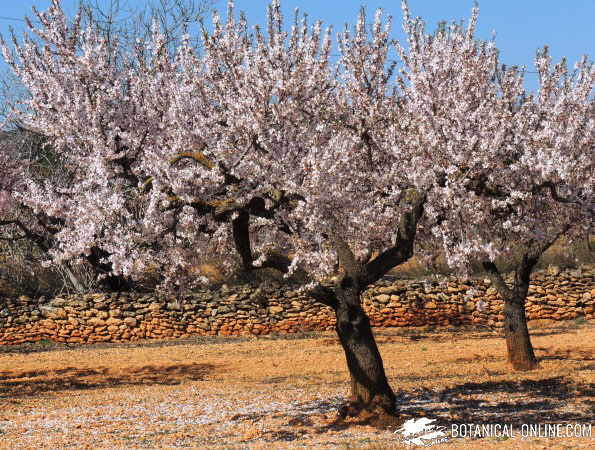 almendro