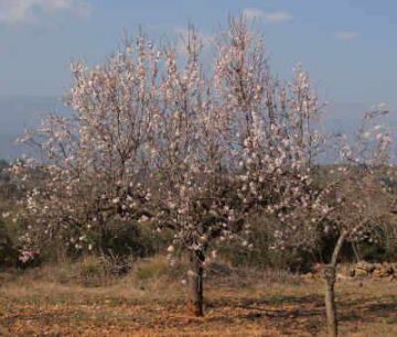 Almendro en flor