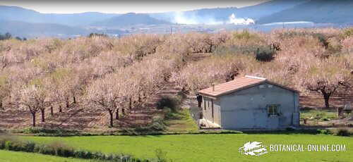 almendros levante español