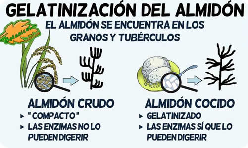 gelatinizacion del almidon crudo a cocido