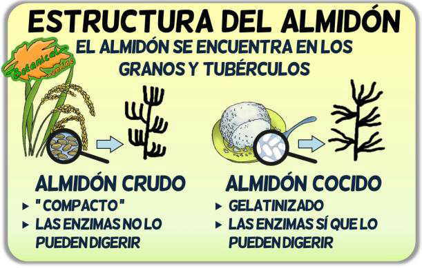 estructura del almidon tipos resistente granos tuberculos gelatinizado