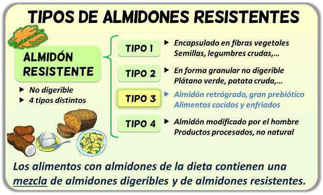 tipos de almidones resistentes almidon resistente fibra 