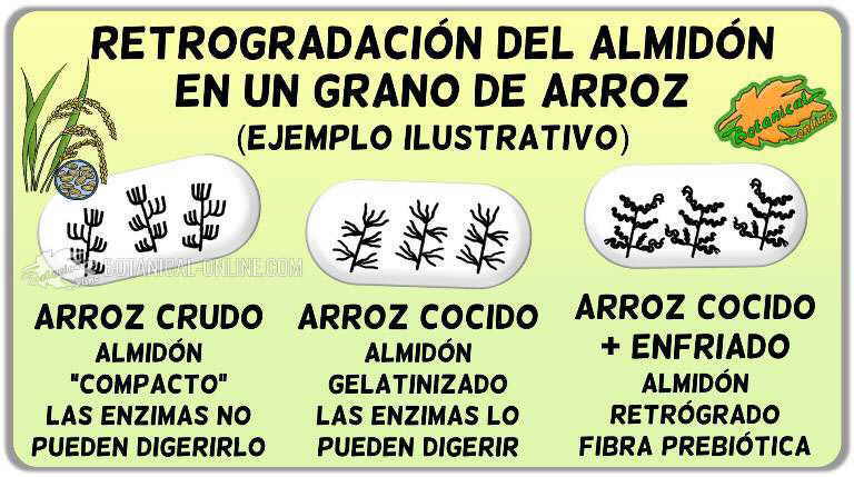 formacion almidon resistente amilosa en amilopectina gelatinizacion y retrogradacion