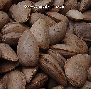 almendras maduras secas