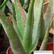 aloe gel para las uñas