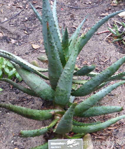 aloe ferox