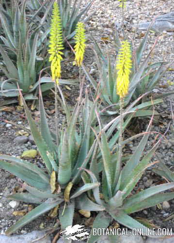 planta de aloe