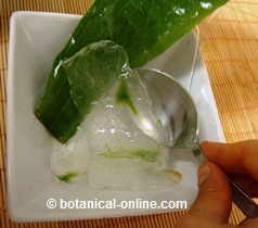 Aloe vera extraccion de la pulpa para preparar gel de aloe vera o sabila