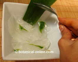 Gel de aloe vera o sabila, preparacion