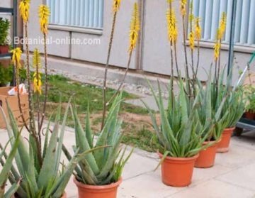 cultivo de plantas de aloe vera con flor, en maceta