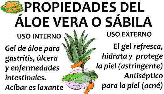 Beneficios y propiedades del aloe o sabila, usos del gel y acibar de la planta para curar enfermedades