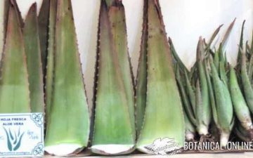 aloe vera hojas para comprar