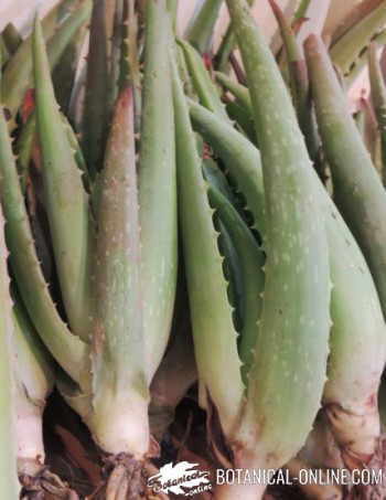 planta de aloe