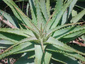Aloe spinosisima