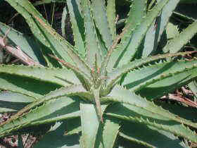 Aloe spinosissima