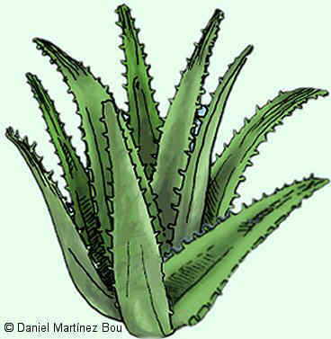 Hojas de aloe vera