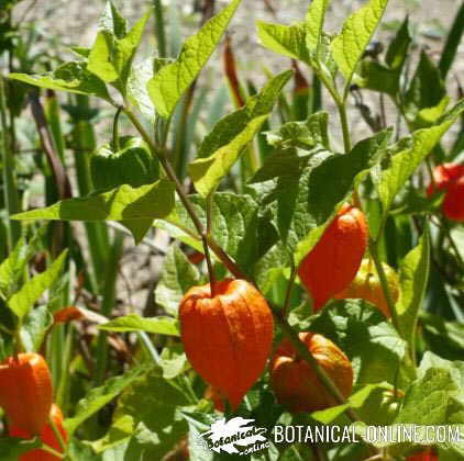 physalis alkekengi alquequenje