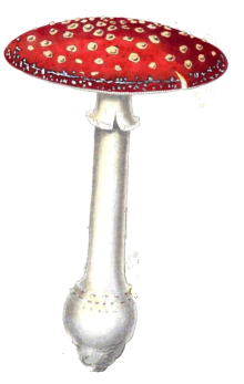 amanita muscaria