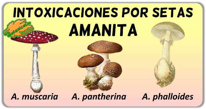 setas toxicas amanita muscaria pantherina phalloides