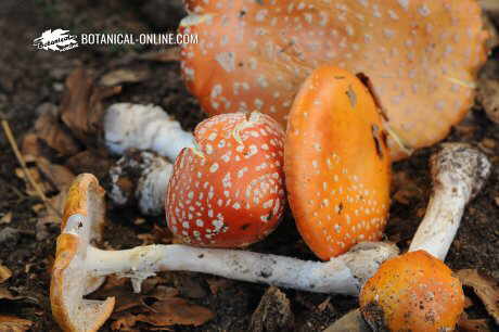 Amanita muscaria