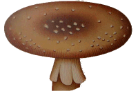 amanita