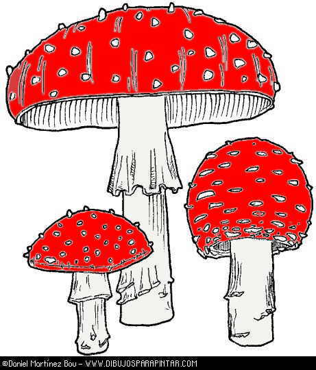 amanita muscaria