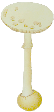 Amanita citrina