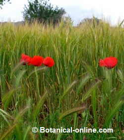 amapola en campos de trigo