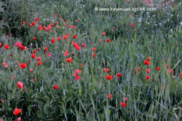 Campo con amapolas